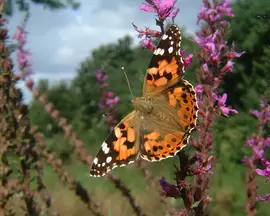 Tips voor een vlindertuin