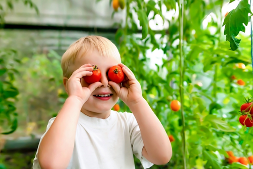 Perfecte moestuinplanten voor groentjes