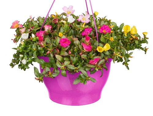 Portulaca in hangpot: een waterval aan zomerse kleuren