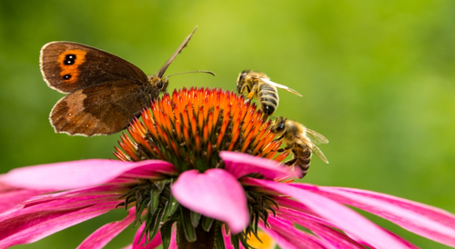 Tips voor het aantrekken en behouden van bijen, vogels en vlinders