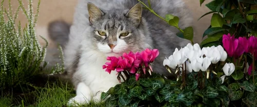 Wist jij dit al over katvriendelijke tuinplanten?