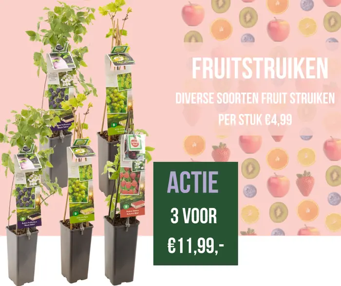 Groenactie: Fruitstruikjes