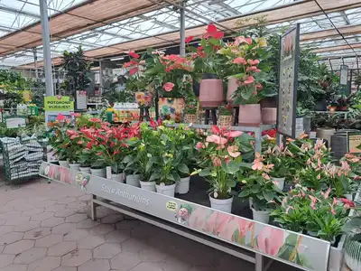 Kijkje in ons tuincentrum